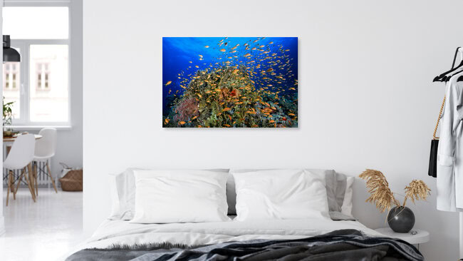 Red Sea reef, Egypt – wall art by Christian Schlamann as Poster or Acrylic Glass Print
