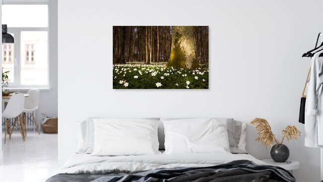 Buschwindröschen, Deutschland – Fotokunst von Heiko Gerlicher als Poster oder Acrylglasbild