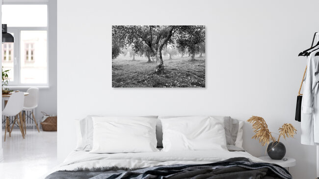 Olivenbäume in Trás-os-Montes, Portugal, Portugal – Fotokunst von Anna Kress als Poster oder Acrylglasbild