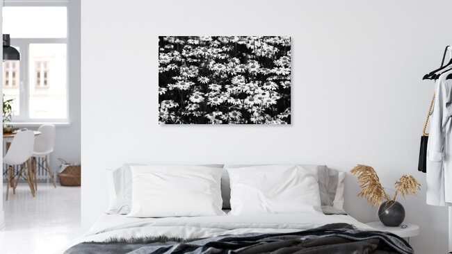 Gänseblümchen, Deutschland – Fotokunst von Rolf Bökemeier als Poster oder Acrylglasbild