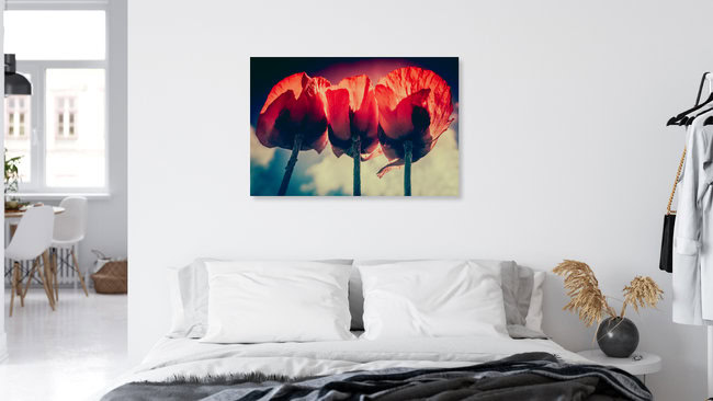 Tulpen, Germany – wall art by Felizitas Maaz as Poster or Acrylic Glass Print