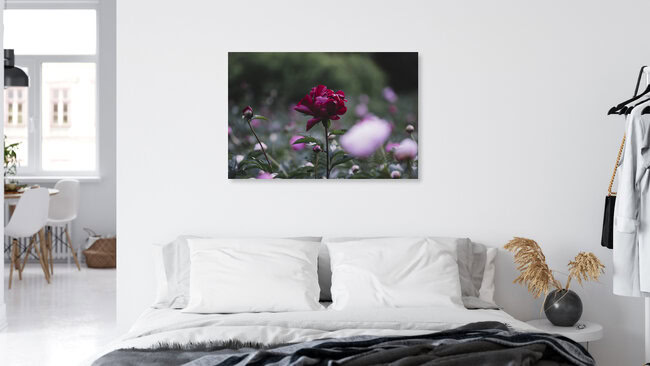 Dark red peony on a summer day, Germany – wall art by Nadja Jacke as Poster or Acrylic Glass Print