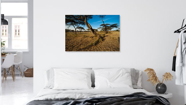 Akazie im Hochland von Äthiopien, Ethiopia – wall art by Alfred Luef as Poster or Acrylic Glass Print