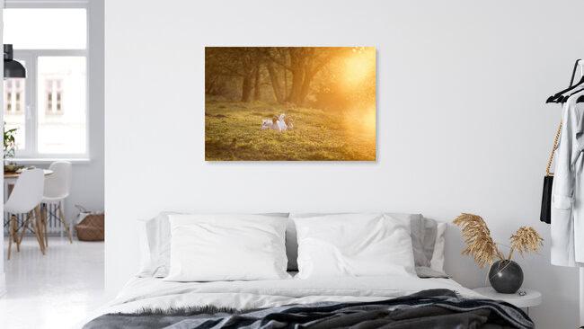 Gänse geniessen die Abendsonne, Deutschland – Fotokunst von Nadja Jacke als Poster oder Acrylglasbild