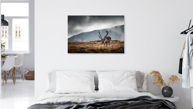 The Reindeer, Spitzbergen – Fotokunst von Sebastian Worm als Poster oder Acrylglasbild