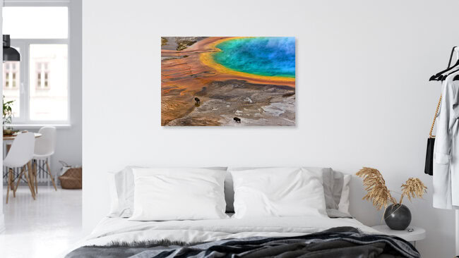 Bisons an der Grand Prismatic Spring im Yellowstone National Park, USA, Vereinigte Staaten – Fotokunst von Lukas Gawenda als Poster oder Acrylglasbild