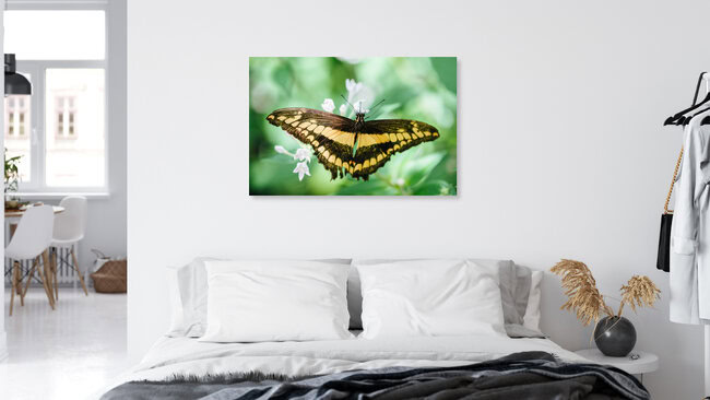 Schmetterling gelb schwarz gestreift, Schweiz – Fotokunst von Peter Wey als Poster oder Acrylglasbild