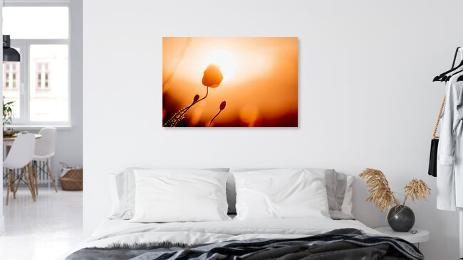 Poppy flower kisses the sun, Germany – wall art by Oliver Henze as Poster or Acrylic Glass Print