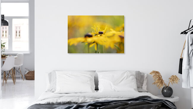 Sonnenhüte Echinacea, Deutschland – Fotokunst von Nadja Jacke als Poster oder Acrylglasbild