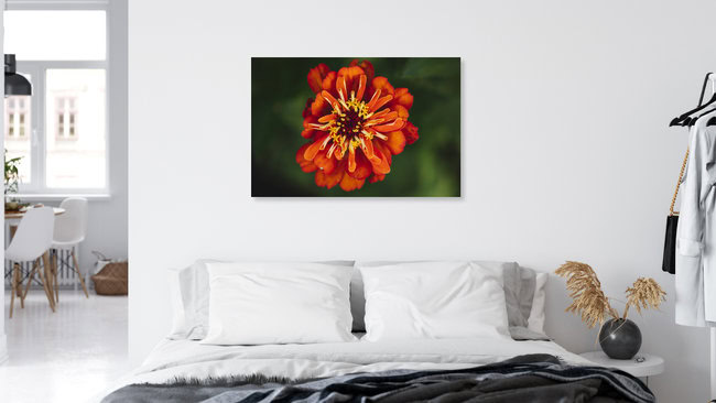 Zinnien Sommerblumen, Deutschland – Fotokunst von Nadja Jacke als Poster oder Acrylglasbild