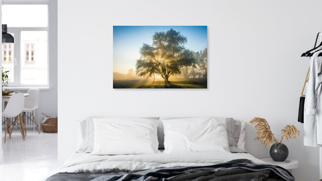 Autumn Light Tree, Germany – wall art by Martin Wasilewski as Poster or Acrylic Glass Print