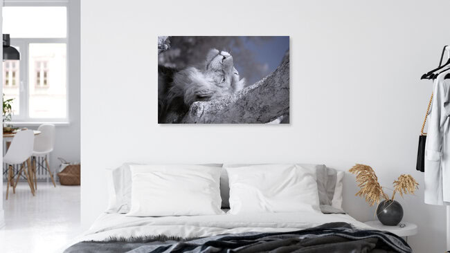 lazy, Uganda – wall art by Nicole Cambré as Poster or Acrylic Glass Print