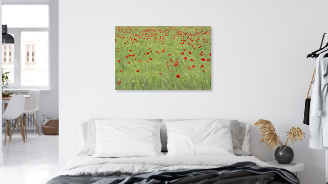 Field of poppies, Switzerland – wall art by Thomas Staubli as Poster or Acrylic Glass Print