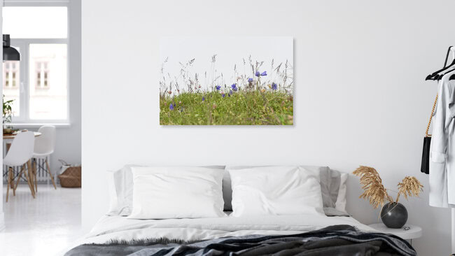 Alpen-Glockenblumen, Schweiz – Fotokunst von Thomas Staubli als Poster oder Acrylglasbild