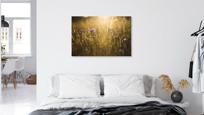 Kornblume zum Sonnenuntergang, Deutschland – Fotokunst von Nadja Jacke als Poster oder Acrylglasbild