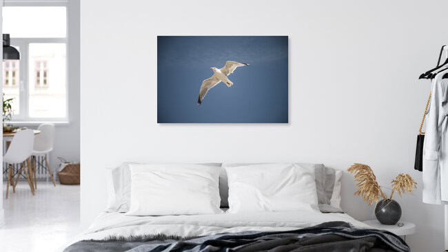 Möwe im Flug, Deutschland – Fotokunst von Nadja Jacke als Poster oder Acrylglasbild