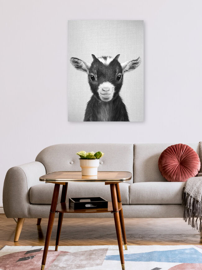 Baby Goat - Black & White, Israel – Fotokunst von Gal Pittel als Poster oder Acrylglasbild