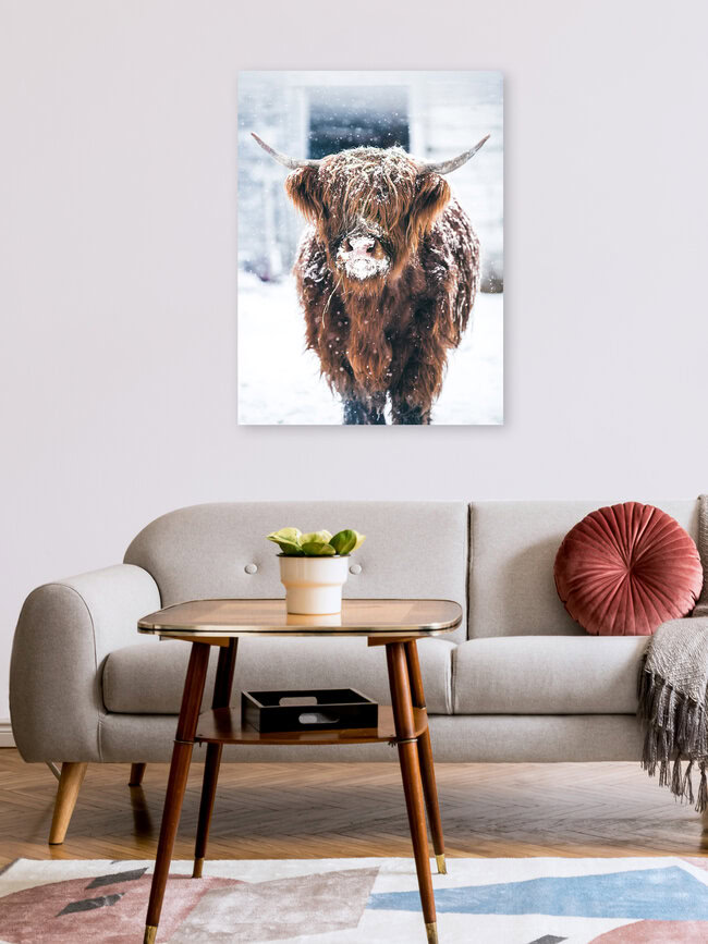 Brown highland cattle in the winter, Austria – wall art by Lars Schmucker as Poster or Acrylic Glass Print