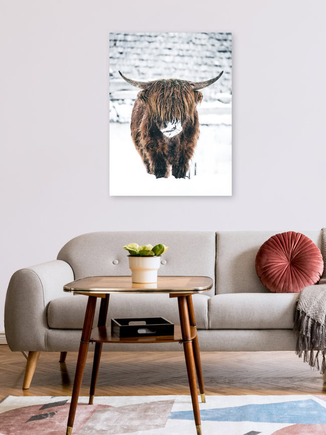 Galloway Rind  im Winter, Österreich – Fotokunst von Lars Schmucker als Poster oder Acrylglasbild