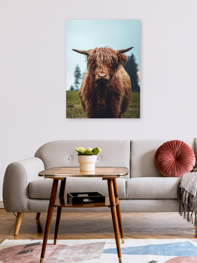 Galloway Rind auf der grünen Weide, Österreich – Fotokunst von Lars Schmucker als Poster oder Acrylglasbild