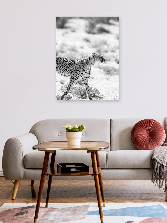 Kitty Kat, South Africa – wall art by Shot By Clint as Poster or Acrylic Glass Print