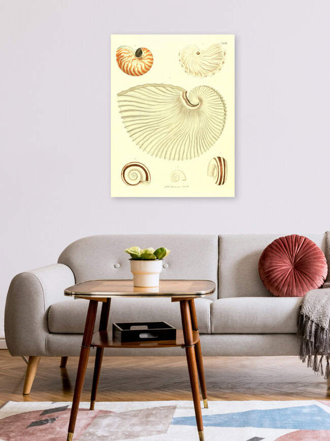 Wandbild 'Vintage Illustration Muscheln 1' – Kunst von Vintage Nature Graphics als Poster oder Acrylglasbild