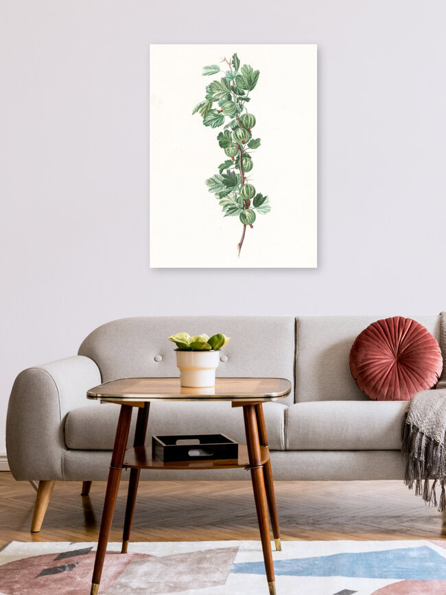 'Vintage illustration gooseberries 1' – Wall Art by Vintage Nature Graphics as Poster or Acrylic Glass Print