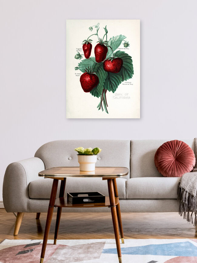 Wandbild 'Vintage Illustration Erdbeeren' – Kunst von Vintage Nature Graphics als Poster oder Acrylglasbild