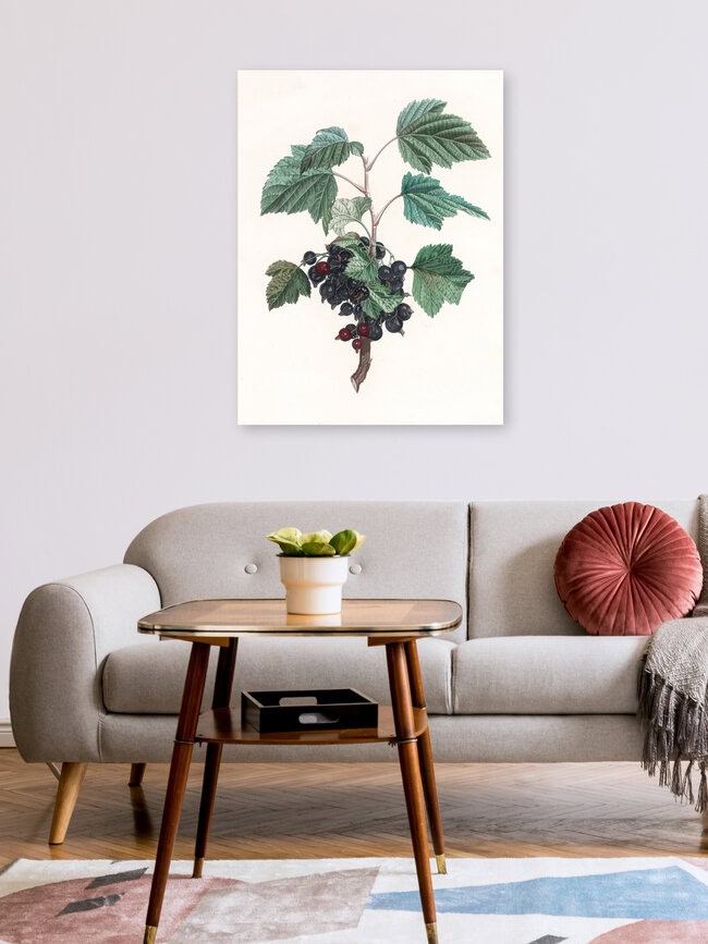 Wandbild 'Vintage Illustration Blaubeeren 1' – Kunst von Vintage Nature Graphics als Poster oder Acrylglasbild