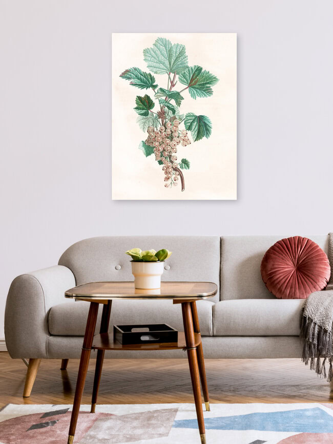 'Vintage illustration white currant' – Wall Art by Vintage Nature Graphics as Poster or Acrylic Glass Print