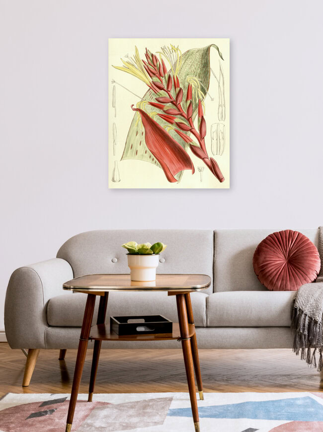 'Tillandsia Blokii' – Wall Art by Vintage Nature Graphics as Poster or Acrylic Glass Print