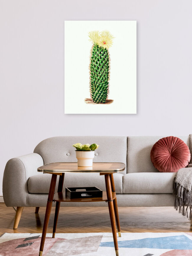 'Vintage cactus with flower' – Wall Art by Vintage Nature Graphics as Poster or Acrylic Glass Print