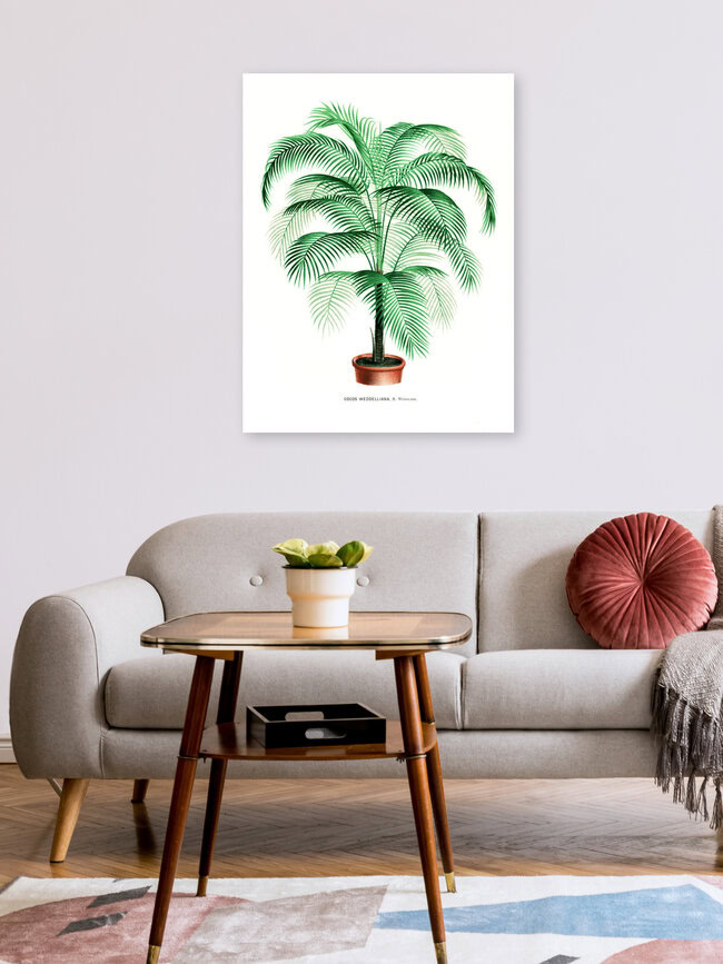 Wandbild 'Cocos Weddelliana' – Kunst von Vintage Nature Graphics als Poster oder Acrylglasbild