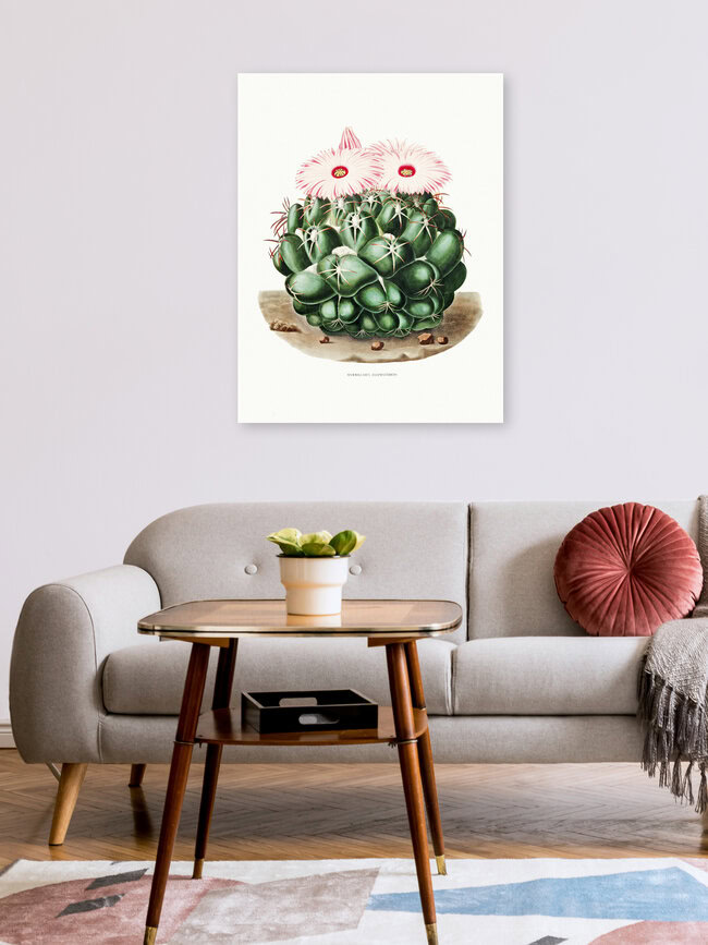 'Mammillaria Elephantidens' – Wall Art by Vintage Nature Graphics as Poster or Acrylic Glass Print
