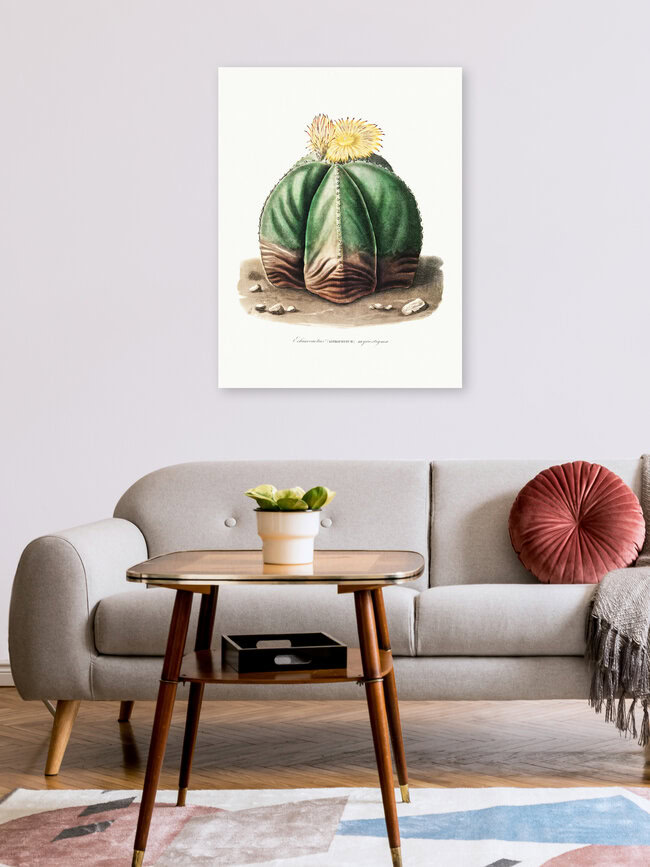 'Astrophytum Myriostigma' – Wall Art by Vintage Nature Graphics as Poster or Acrylic Glass Print