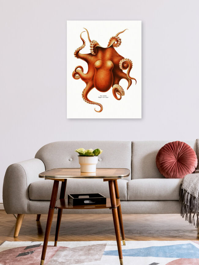 'Vintage Octopus Illustration' – Wall Art by Vintage Nature Graphics as Poster or Acrylic Glass Print