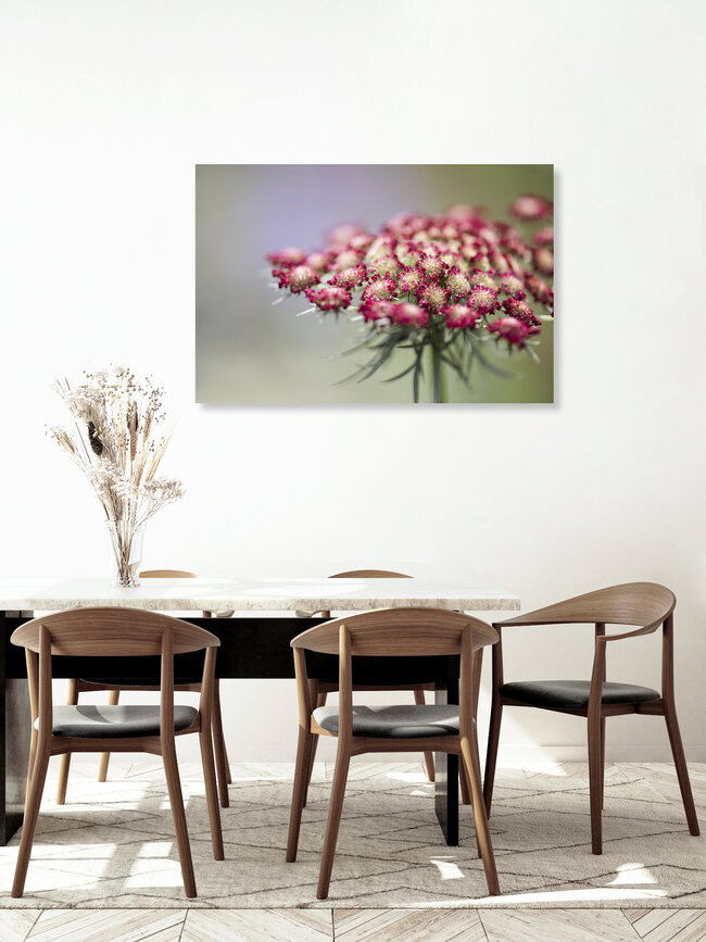 Wilde Möhre Dara, Deutschland – Fotokunst von Nadja Jacke als Poster oder Acrylglasbild