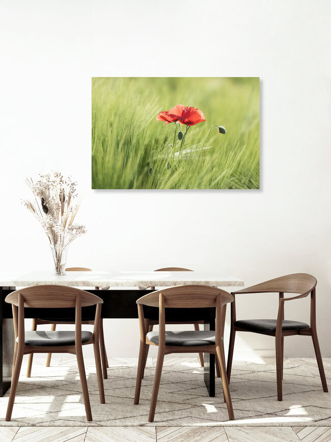Two poppies in a cornfield, Switzerland – wall art by Thomas Staubli as Poster or Acrylic Glass Print