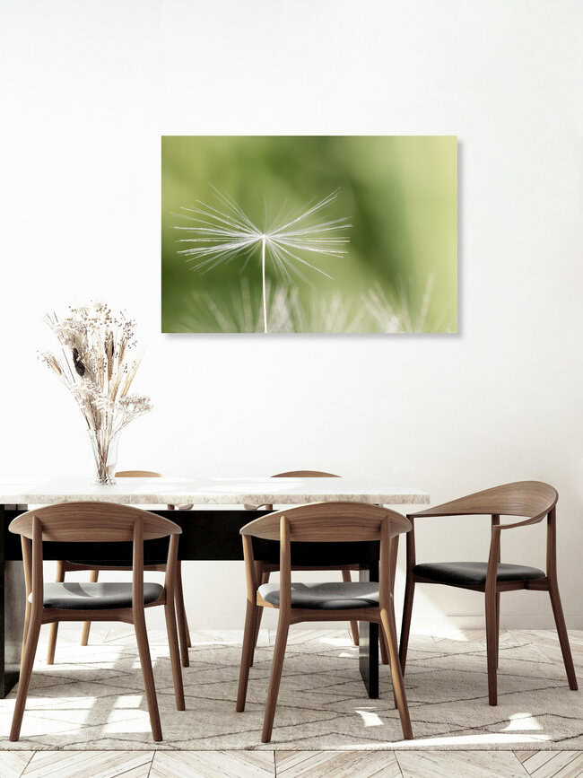 Dandelion, Germany – wall art by Manuela Deigert as Poster or Acrylic Glass Print