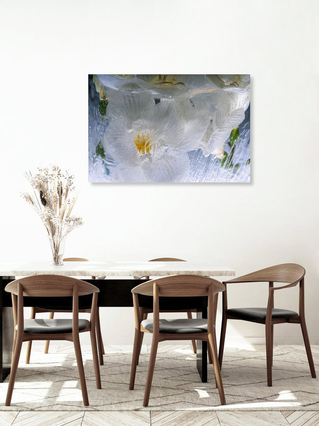 Weiße Freesien in kristallklarem Eis 1, Deutschland – Fotokunst von Marc Heiligenstein als Poster oder Acrylglasbild