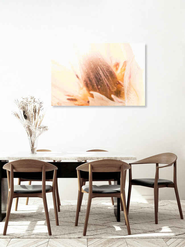 Protea in Eis 3, Deutschland – Fotokunst von Marc Heiligenstein als Poster oder Acrylglasbild