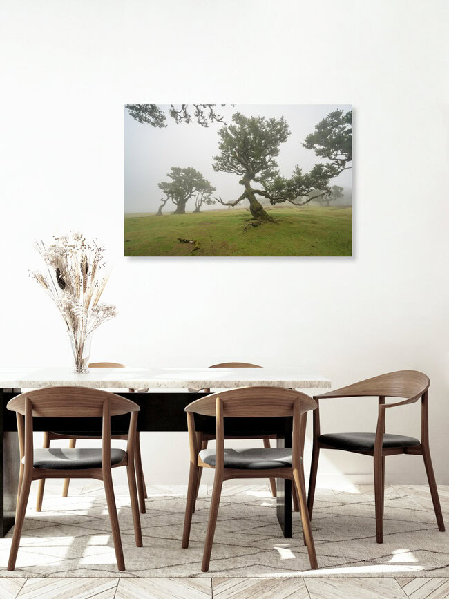 Hexenbaum von Fanal auf Madeira, Portugal – Fotokunst von Michael Valjak als Poster oder Acrylglasbild