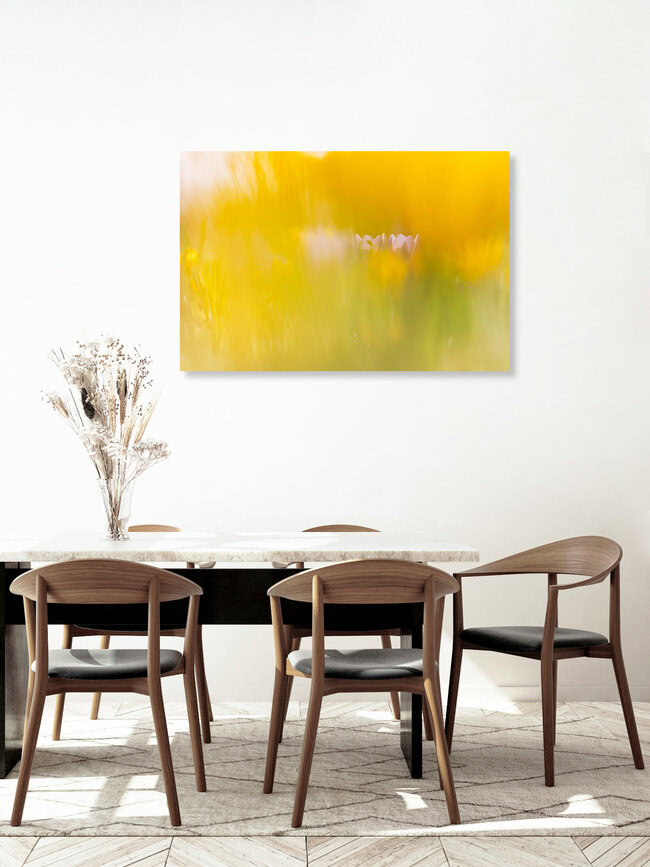 Crocus Meadow in a yellow Glow, Germany – wall art by Nadja Jacke as Poster or Acrylic Glass Print