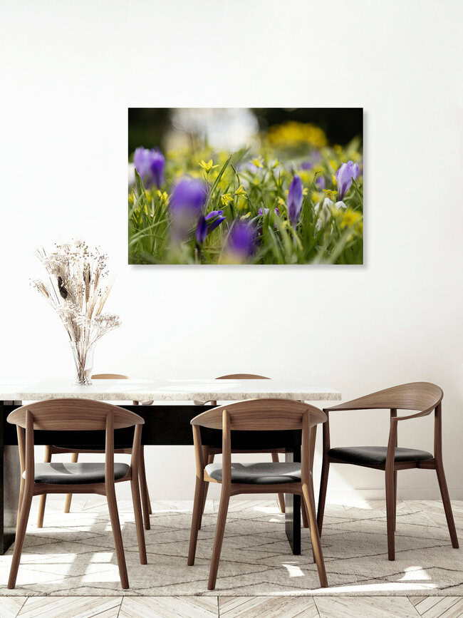 Sea of Blossoms – Crocuses and Yellow Star-of-Bethlehem in Spring, Germany – wall art by Nadja Jacke as Poster or Acrylic Glass Print