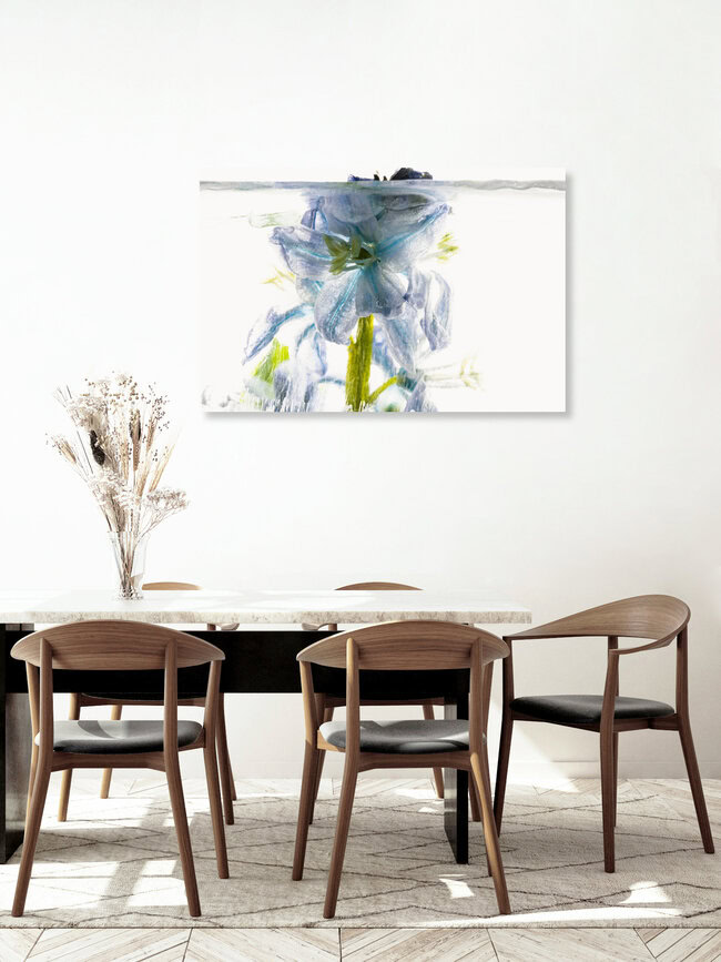Blaustern durchbricht das Eis, Deutschland – Fotokunst von Marc Heiligenstein als Poster oder Acrylglasbild