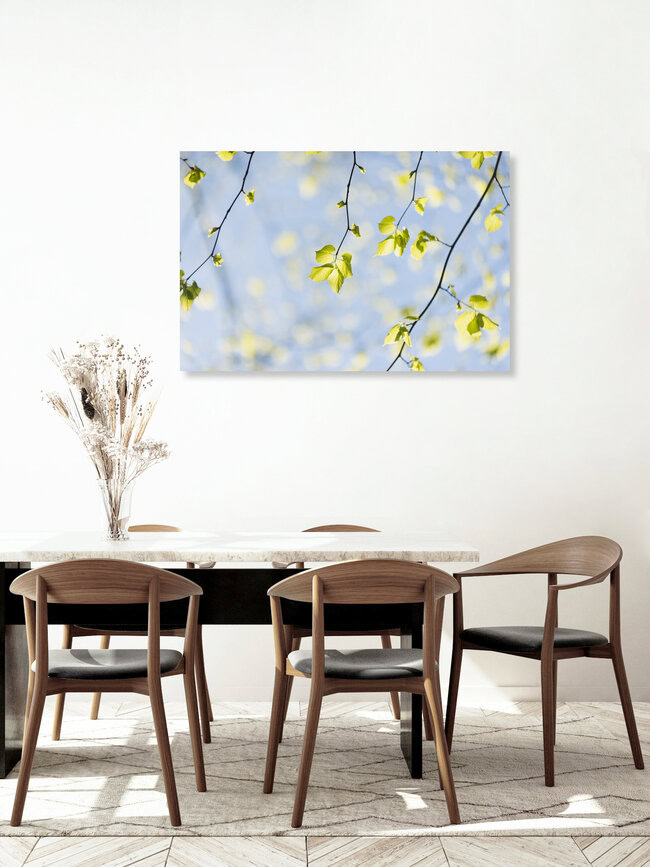 Young linden leaves in spring light, Germany – wall art by Nadja Jacke as Poster or Acrylic Glass Print