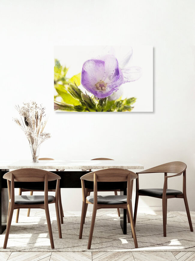 Blüte und Knospen der Flammenblume in Eis, Deutschland – Fotokunst von Marc Heiligenstein als Poster oder Acrylglasbild