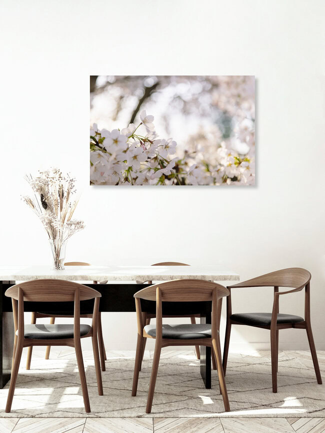 Cherry Blossoms in the Morning Backlight, Germany – wall art by Nadja Jacke as Poster or Acrylic Glass Print
