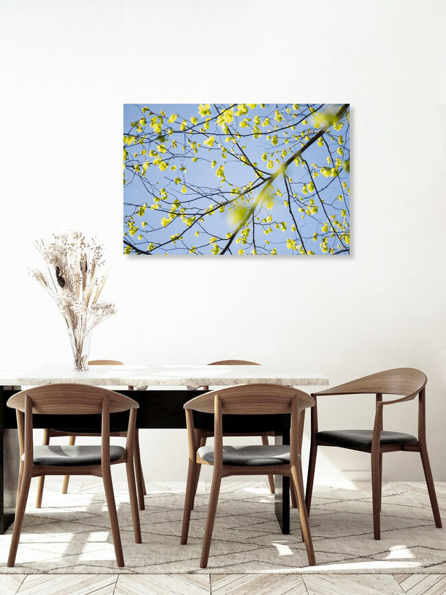 Young Linden Leaves in Spring Light, Germany – wall art by Nadja Jacke as Poster or Acrylic Glass Print