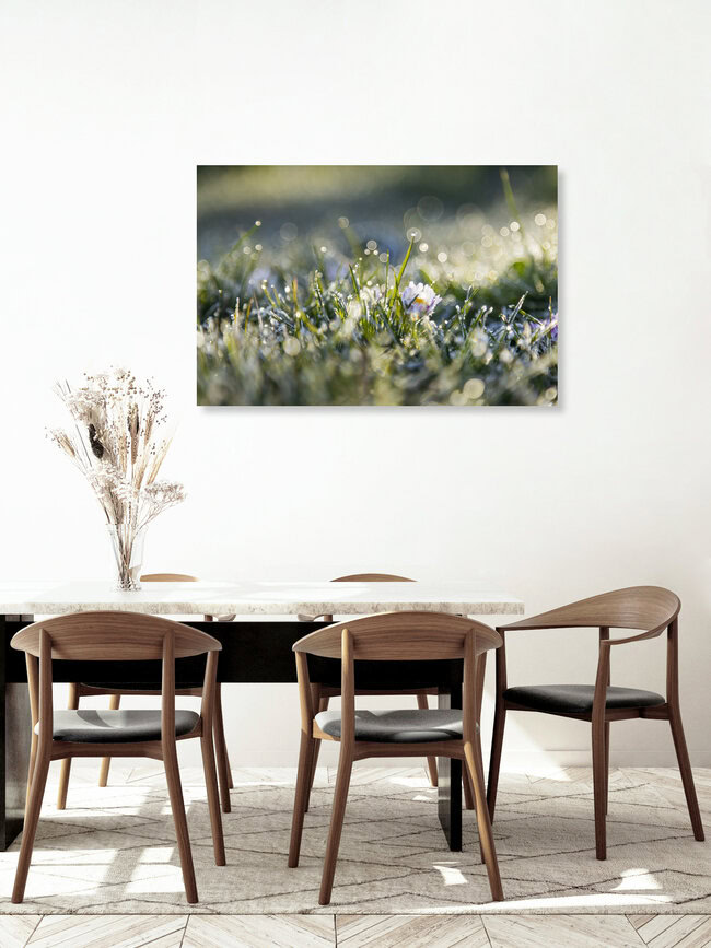 Gänseblümchen im ersten Sonnenlicht an einem Frostmorgen, Deutschland – Fotokunst von Nadja Jacke als Poster oder Acrylglasbild